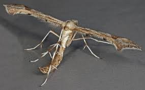 Attēlu rezultāti vaicājumam “Platyptilia gonodactyla”