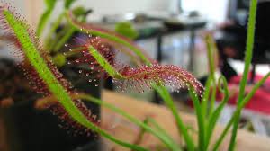 Attēlu rezultāti vaicājumam “Drosera anglica fruit”
