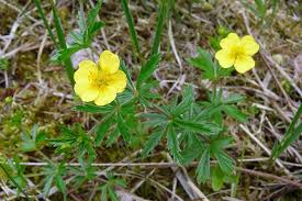 Image result for Potentilla erecta