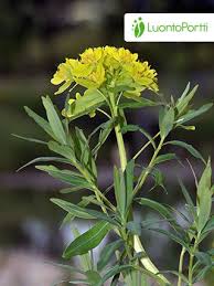 Attēlu rezultāti vaicājumam “Euphorbia palustris flower”
