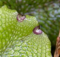 Attēlu rezultāti vaicājumam “Conocephalum”