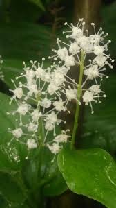 Attēlu rezultāti vaicājumam “Maianthemum bifolium”