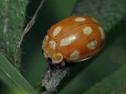 Attēlu rezultāti vaicājumam “Calvia decemguttata larva”