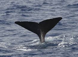 Image result for Physeter macrocephalus