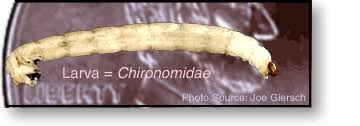 Attēlu rezultāti vaicājumam “Chironomidae larva”