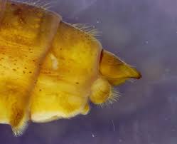 Attēlu rezultāti vaicājumam “Chaetopteryx villosa”