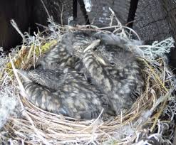 Attēlu rezultāti vaicājumam “Muscicapa striata nest”
