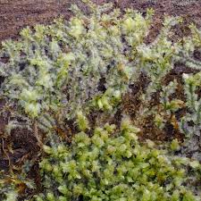 Attēlu rezultāti vaicājumam “Dicranella heteromalla sporophyte”