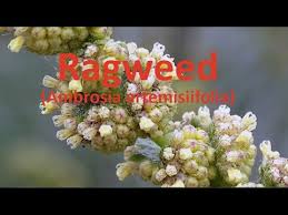 Attēlu rezultāti vaicājumam “Ambrosia artemisiifolia bud”