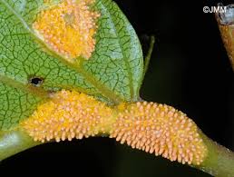 Attēlu rezultāti vaicājumam “Puccinia coronata”