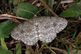 Attēlu rezultāti vaicājumam “Ectropis crepuscularia”