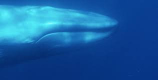 Image result for Balaenoptera musculus