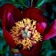 Attēlu rezultāti vaicājumam “Paeoniaceae”