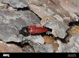 Attēlu rezultāti vaicājumam “Ampedus sp.”