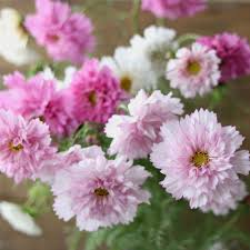 Image result for Cosmos bipinnatus `Double Click`