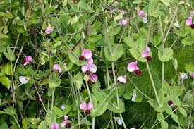 Attēlu rezultāti vaicājumam “Pisum sativum”