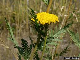 Image result for Achillea filipendulina