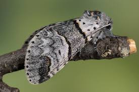 Attēlu rezultāti vaicājumam “Furcula bifida”