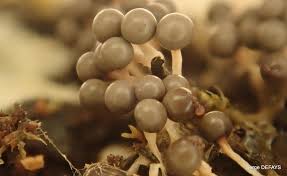 Attēlu rezultāti vaicājumam “Diderma floriforme macro”