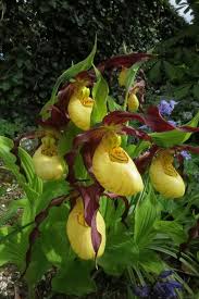 Attēlu rezultāti vaicājumam “Cypripedium calceolus”