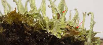 Attēlu rezultāti vaicājumam “Cladonia ochrochlora”