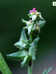 Attēlu rezultāti vaicājumam “Atriplex littoralis fruit”