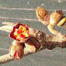 Attēlu rezultāti vaicājumam “Hamamelis mollis flower”