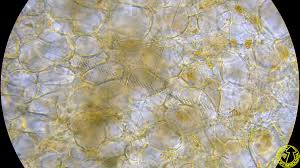 Attēlu rezultāti vaicājumam “Miladina lecithina”