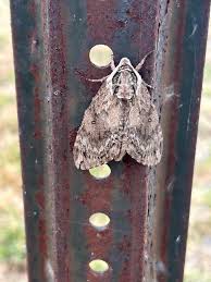Attēlu rezultāti vaicājumam “Hemicrepidius sp.”
