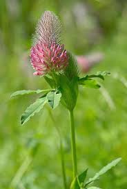 Attēlu rezultāti vaicājumam “Collaria rubens”