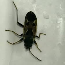 Image result for Rhyparochromus