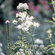 Attēlu rezultāti vaicājumam “Saponaria officinalis flower”