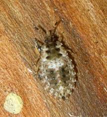 Attēlu rezultāti vaicājumam “Aradus betulae”