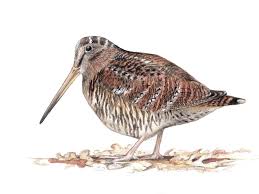 Attēlu rezultāti vaicājumam “Scolopax rusticola eggs”