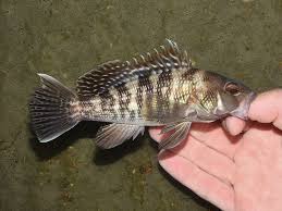 Image result for Centropristis striata