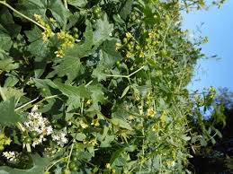 Attēlu rezultāti vaicājumam “Bryonia alba flower”
