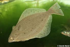 Image result for Platichthys flesus