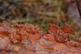 Attēlu rezultāti vaicājumam “Exidia saccharina”