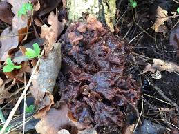 Attēlu rezultāti vaicājumam “Tremella foliacea”