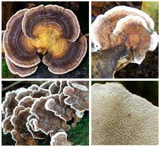 Attēlu rezultāti vaicājumam “Trametes versicolor”