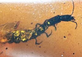 Attēlu rezultāti vaicājumam “Raphidioptera larva”