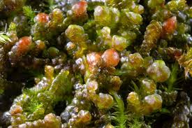 Attēlu rezultāti vaicājumam “Frullania tamarisci”