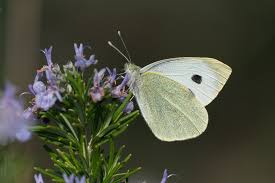 Attēlu rezultāti vaicājumam “Pieris brassicae female”