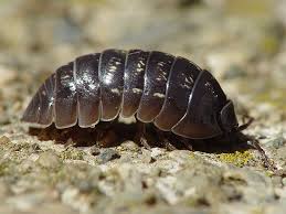 Attēlu rezultāti vaicājumam “Armadillidium pulchellum”