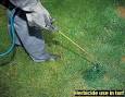 Healthy Lawns—Herbicides for weeds in turfgrass