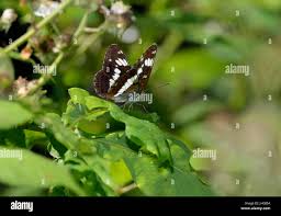 Attēlu rezultāti vaicājumam “Limenitis camilla underside”