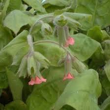 Attēlu rezultāti vaicājumam “Pulmonaria angustifolia fruit”