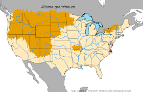 Attēlu rezultāti vaicājumam “Alisma gramineum”