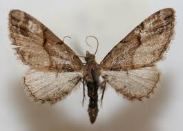 Attēlu rezultāti vaicājumam “Eupithecia sinuosaria”