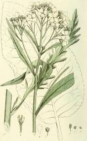 Attēlu rezultāti vaicājumam “Armoracia rusticana bud”